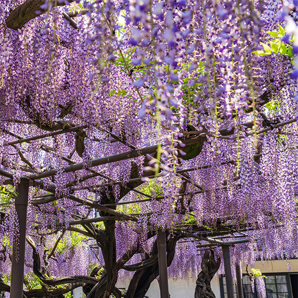 藤の花のイメージ